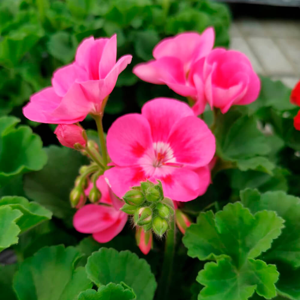 Pelargonija stajaća – 7